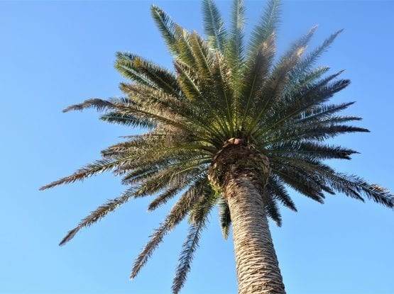 Palm Trees Maintenance