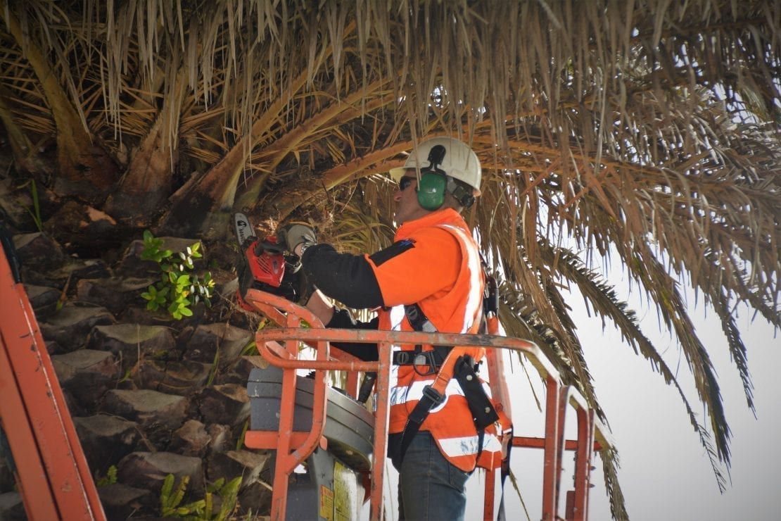 Palm Trees Maintenance