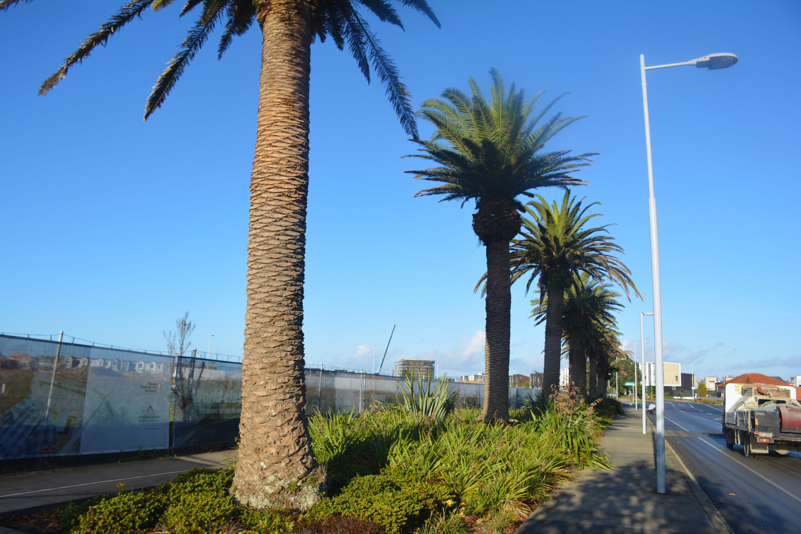Hobsonville Palm Trees Maintenance