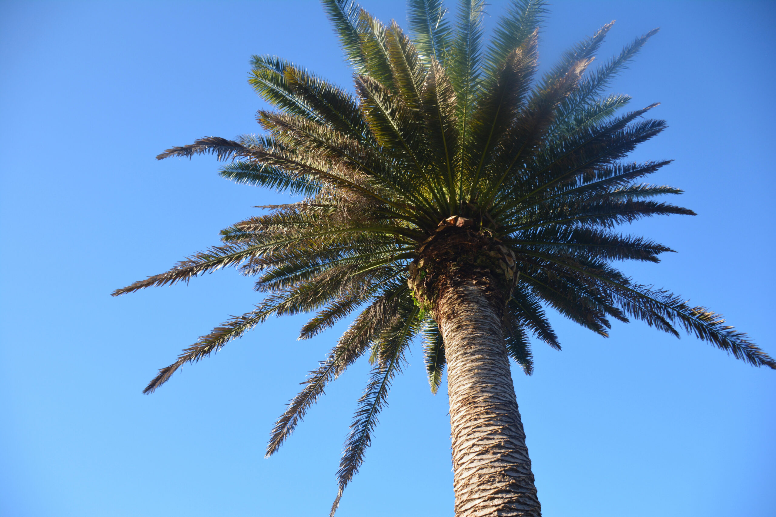 Hobsonville Palm Trees Maintenance
