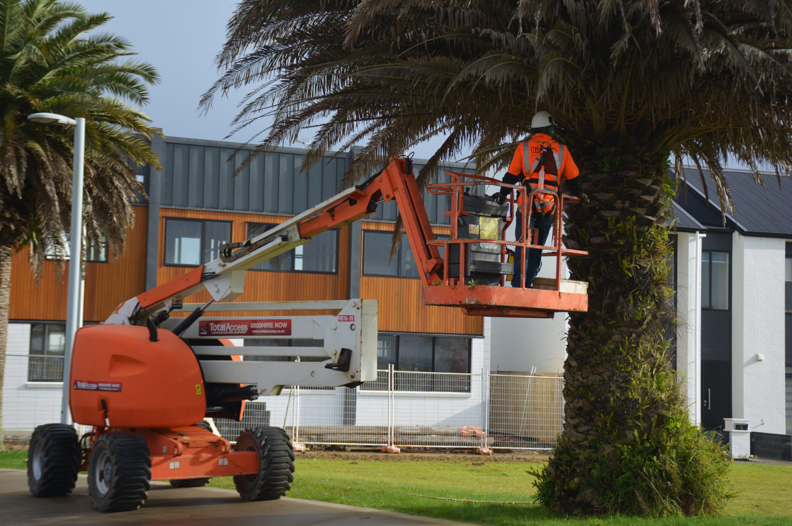 Hobsonville Palm Trees Maintenance