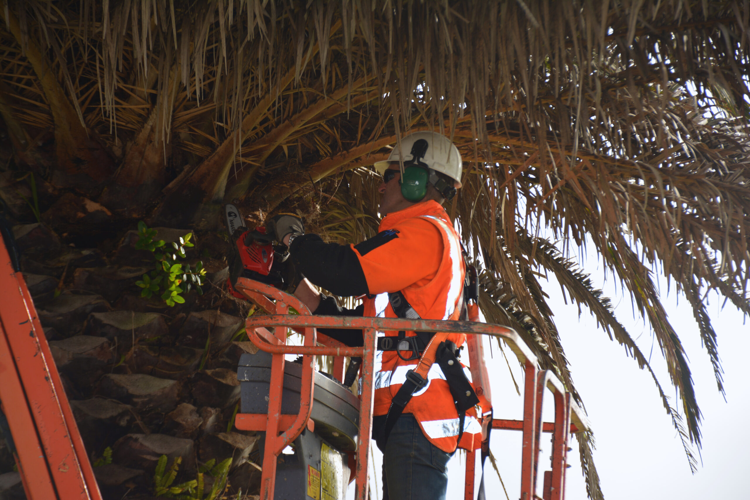 Hobsonville Palm Trees Maintenance